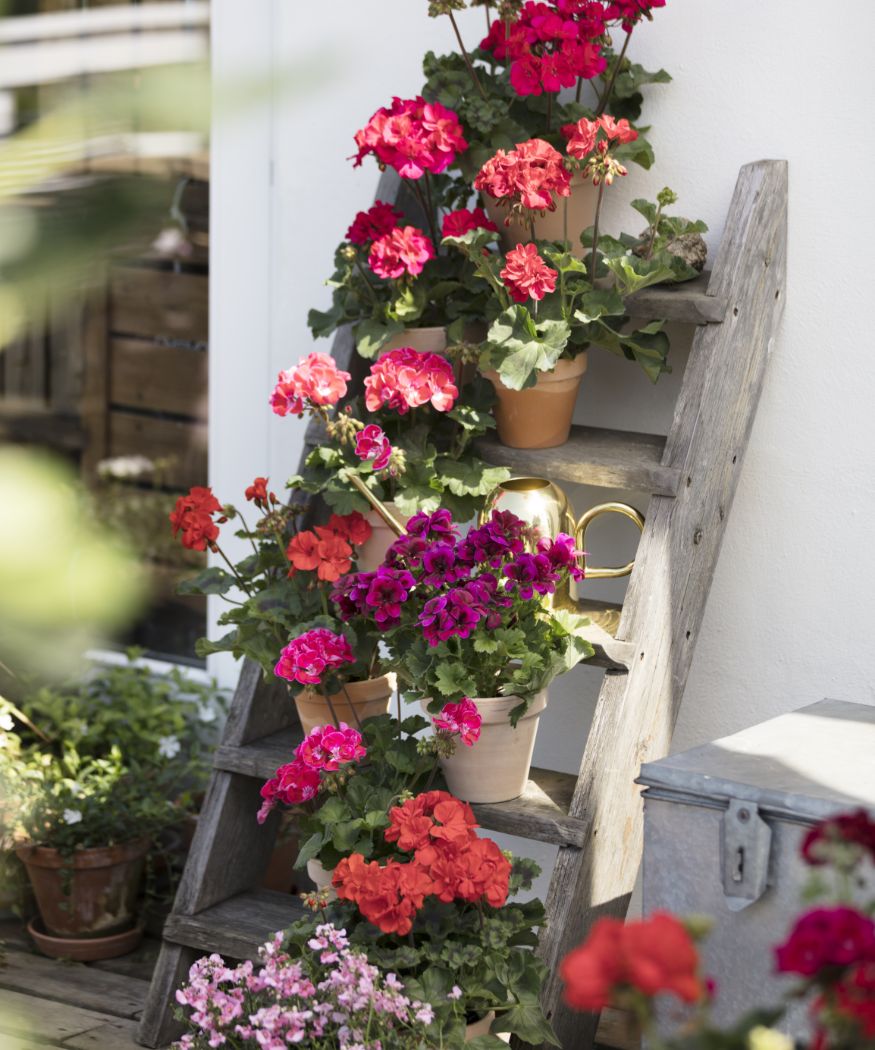 Geraniums in clay pots are arranged on an old wooden ladder.