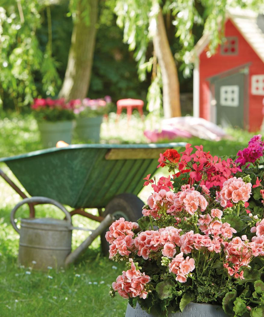 Many different geraniums in shades of red and pink in the garden. In the background you can see a wheelbarrow, a watering can and a shed.