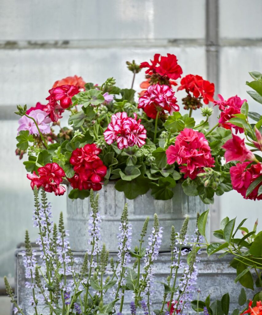 Watering geraniums Everything you need to know › My Geranium