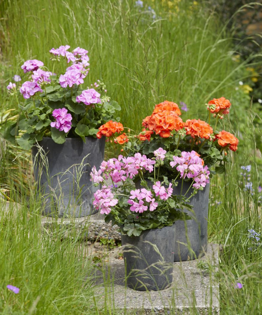 why do geranium leaves turn red