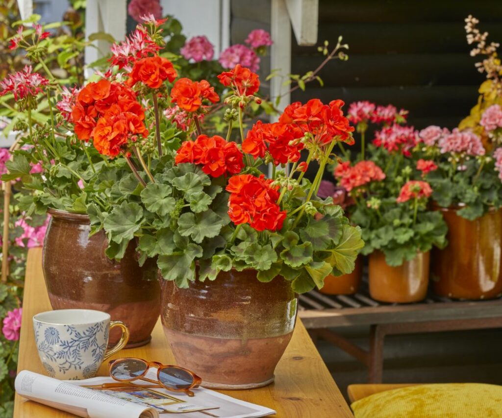 Plant geraniums in peatfree compost protect the climate in your own