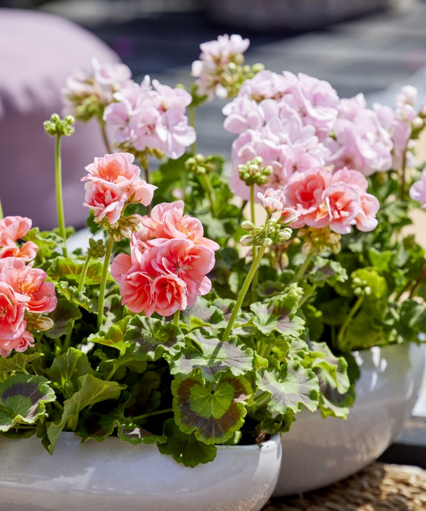 Pastel geraniums in gloss ceramic bowls.