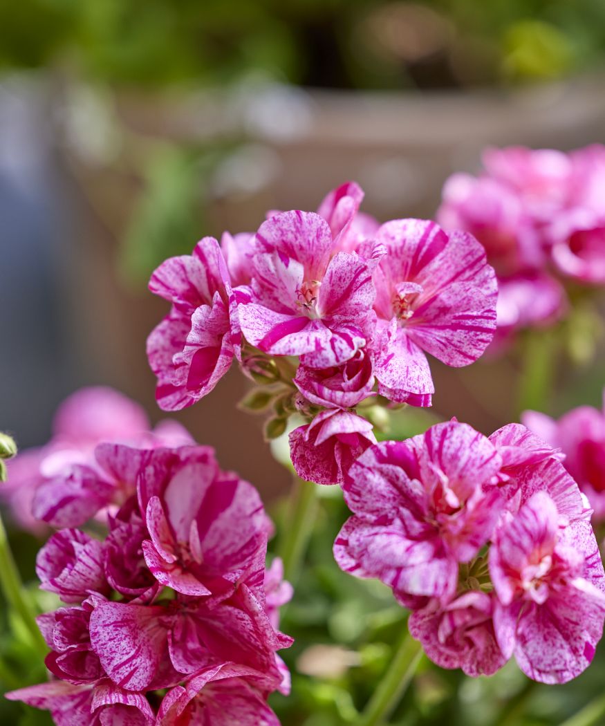 Effortless floral splendour. The right way to plant and care for geraniums