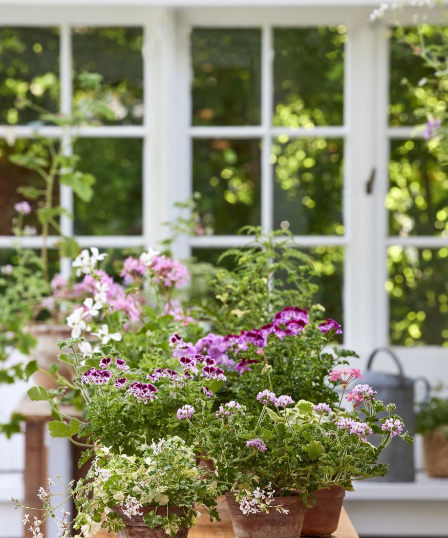 Favourite all-weather spots. Greenhouses, conservatories and more, all offer ideal conditions for geraniums