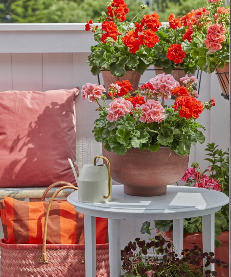 Watering geraniums Everything you need to know › My Geranium