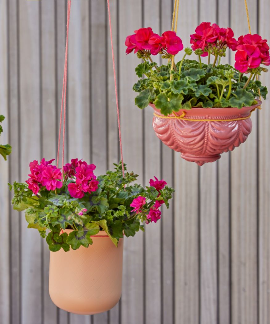 Hanging planters for balconies and gardens: The best geranium ideas