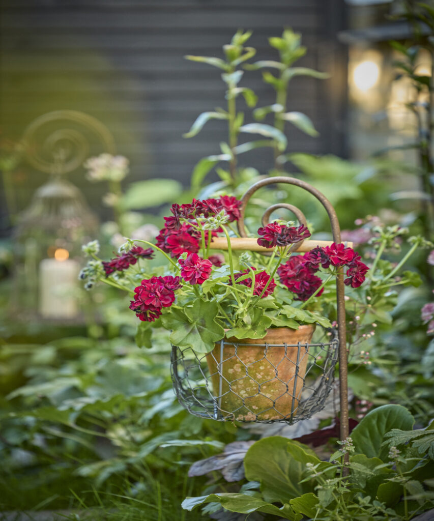 Back to nature with geraniums. Design ideas with meadow feel, cottage ...
