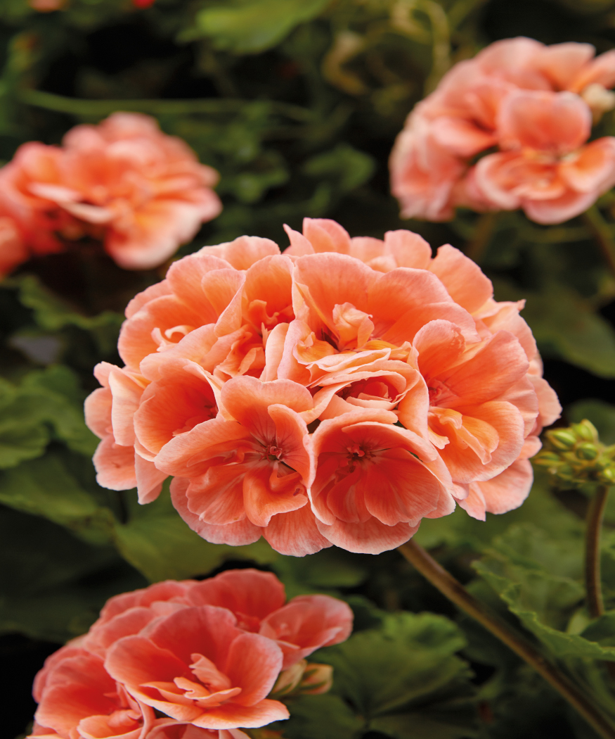 A splash of colour, whatever the (summer) weather. Geraniums bloom in almost any conditions