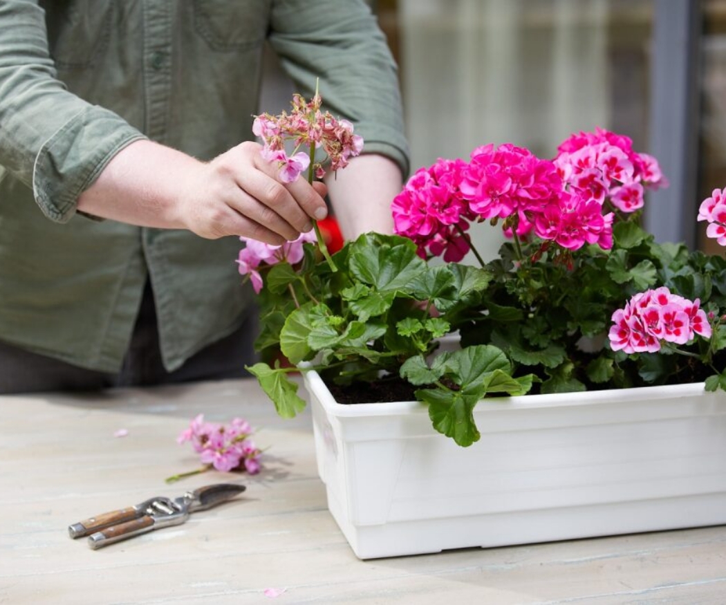 Small, narrow balcony: design ideas with flowers and DIY