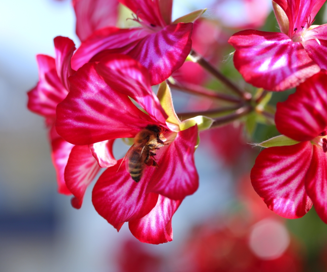 Geraniums for bees: Create an insect paradise on your balcony!